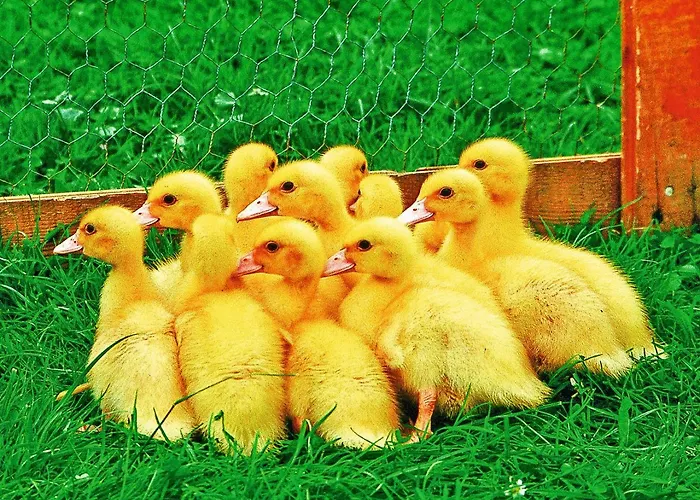 Lejlighed Landglueck